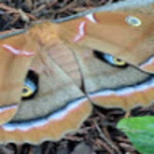 Meet your Posher, April